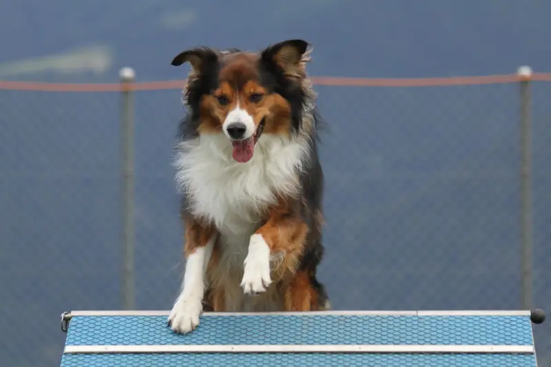 Das Bild zeigt einen braunen, weissen und schwarzen Hund, der vor einem Zaun über eine blaue Hürde springt. Rasse: Collie. – Jugend und Hund Lager 2012 in Vignogn