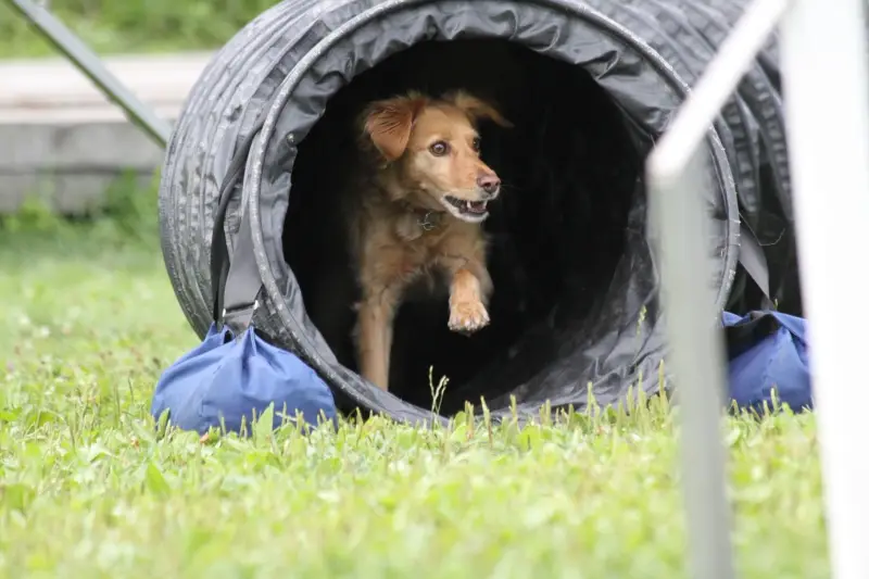 Das Bild zeigt einen Hund, der durch einen Reifentunnel im Gras läuft, mit einer blauen Tasche davor und einer… Rasse: Golden Retriever. – Jugend und Hund Lager 2012 in Vignogn