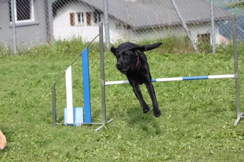 Das Bild zeigt einen schwarzen Hund, der auf einem Grasfeld über ein Hindernis springt, mit dem Bein eines… Rasse: Labrador Retriever. – Jugend und Hund Lager 2012 in Vignogn