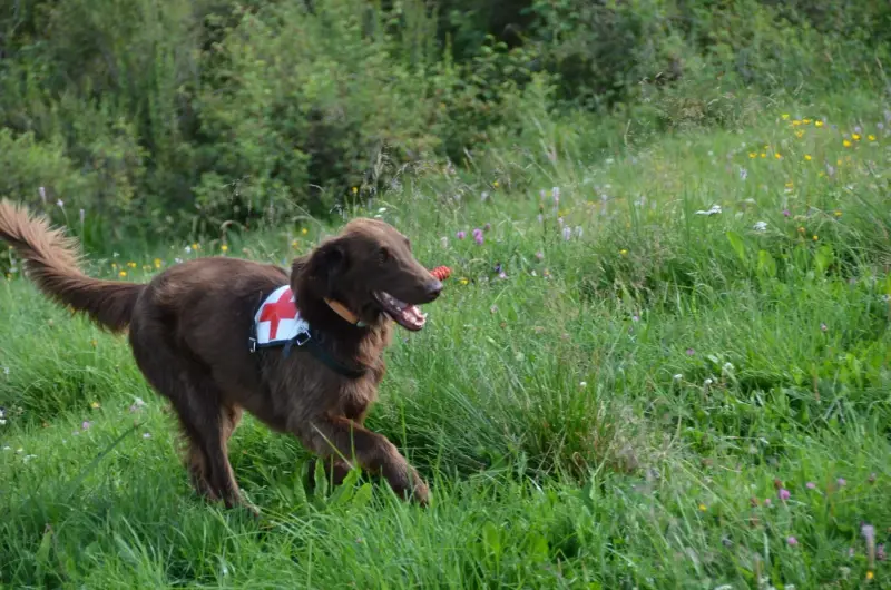Das Bild zeigt einen braunen Hund, der durch ein Feld aus hohem Gras läuft, mit einem Gürtel um seinen Hals… Rasse: Flat-Coated Retriever. – Jugend und Hund Lager 2012 in Vignogn
