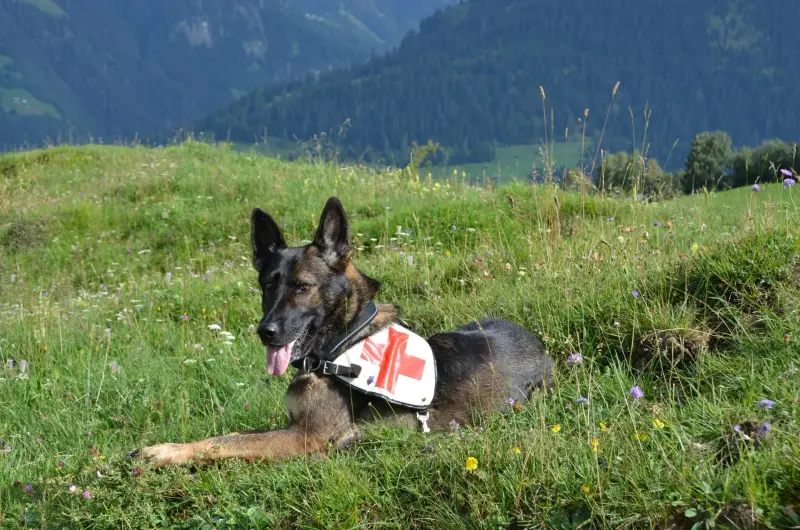 Das Bild zeigt einen Schäferhund, der in einem Blumenfeld liegt und einen Gürtel um den Hals trägt. Rasse: Deutscher Schäferhund. – Jugend und Hund Lager 2012 in Vignogn