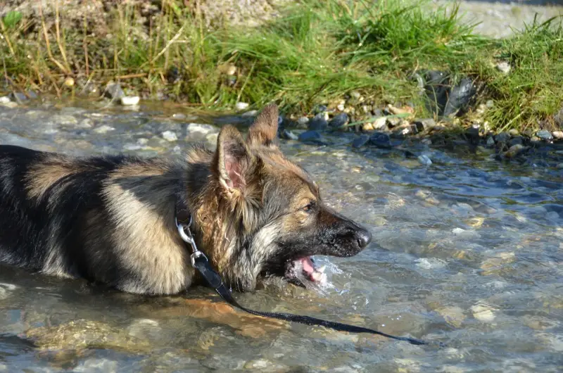 Das Bild zeigt einen schwarzen und braunen Hund, der im Wasser mit einem Gürtel um den Hals schwimmt… Rasse: Deutscher Schäferhund. – Jugend und Hund Lager 2012 in Vignogn
