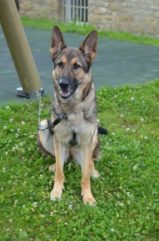 Das Bild zeigt einen Schäferhund, der im Gras neben einer Stange sitzt, mit einem Gürtel um den Hals. Rasse: Deutscher Schäferhund. – Jugend und Hund Lager 2012 in Vignogn