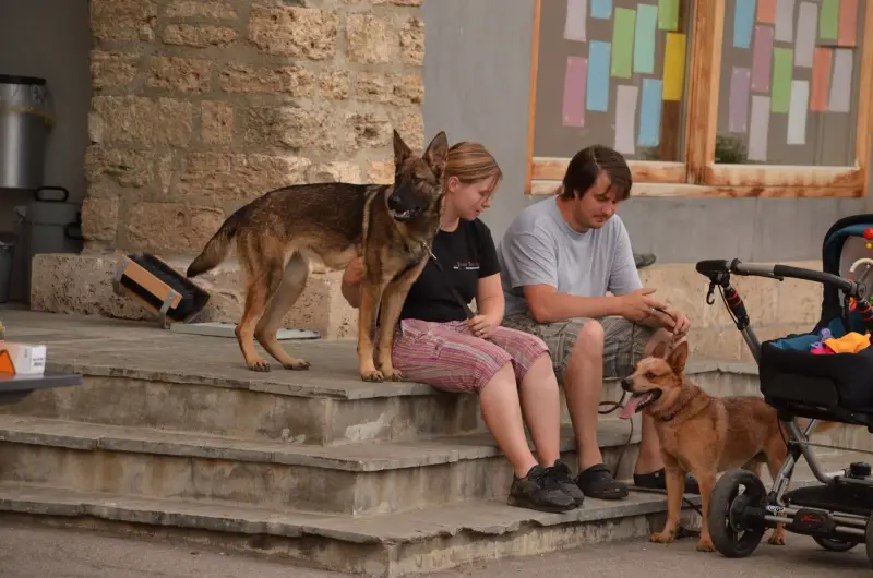 Das Bild zeigt einen Mann und eine Frau, die mit zwei Hunden auf den Stufen sitzen. Rasse: Australian Catlle Dog. – Jugend und Hund Lager 2012 in Vignogn